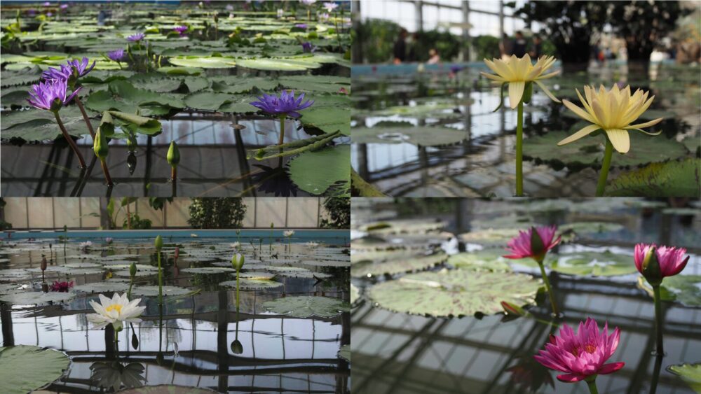 Flower Quartet are blooming inside tropical area of Kakegawa Kachoen