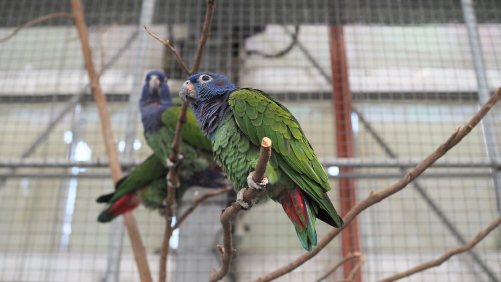 A pionus is about to leave from the branch