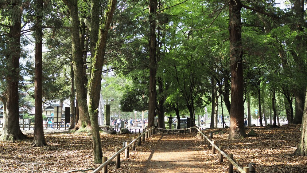 Peaceful scenery found in Nara Park 