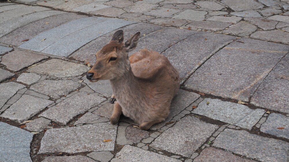 A deer is taking a rest at the middle of pavement