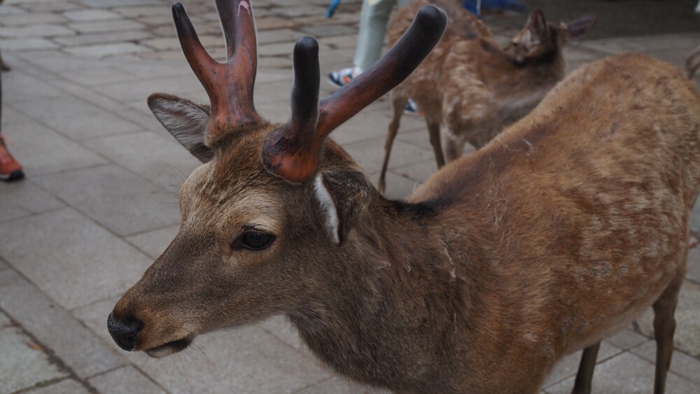 A deer is still waiting for the mealtime