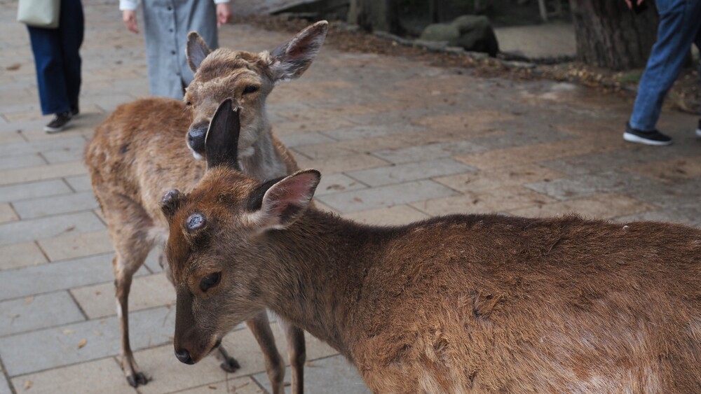 The deer feel relaxing with their friends