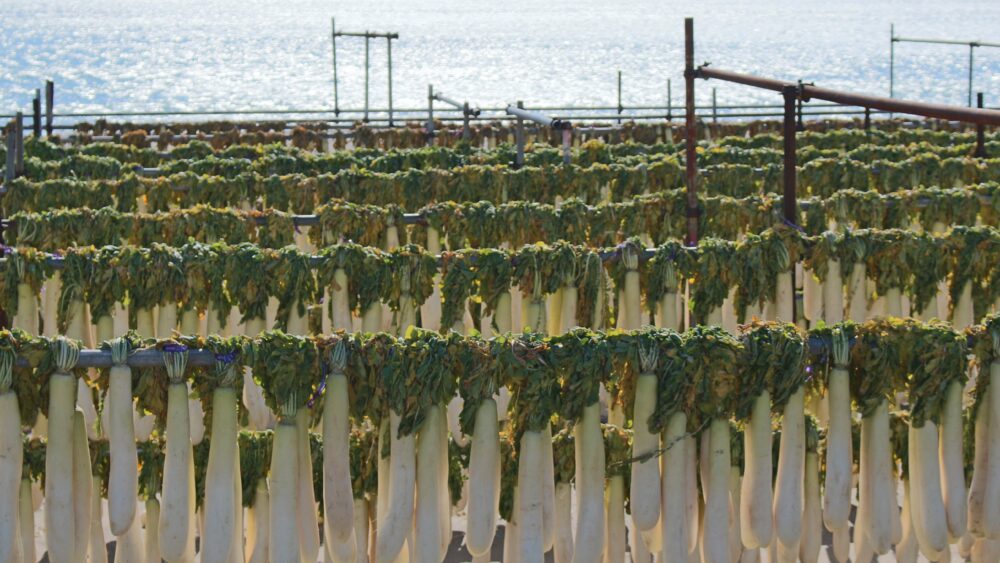 Curtain of Japanese radish in winter