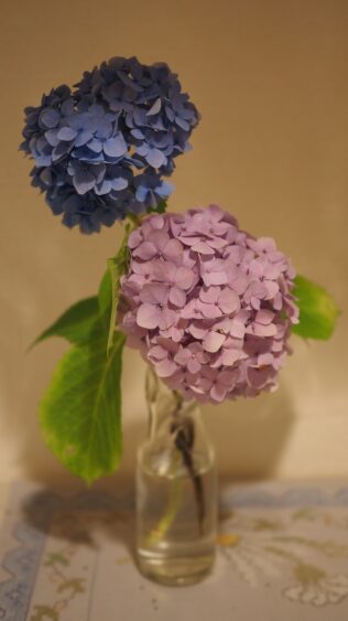 These pair of hydrangeas are perfect for interior