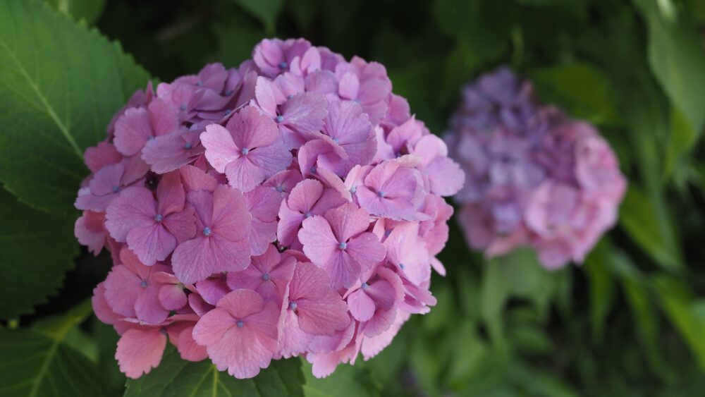 Turn in pink or bright purple when the soil is alkaline