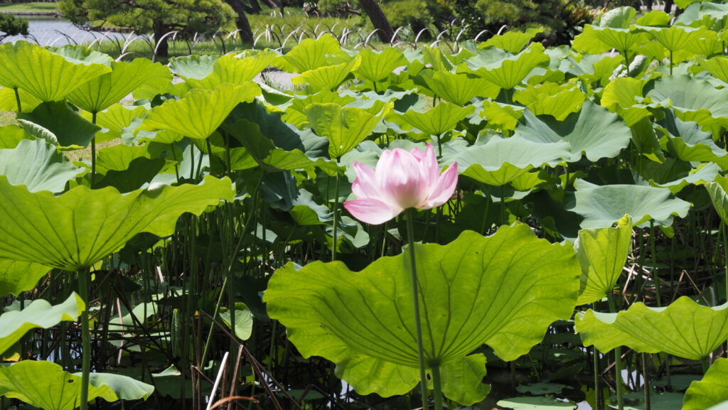 From the end of July, Lotus flowers bloom beautifully