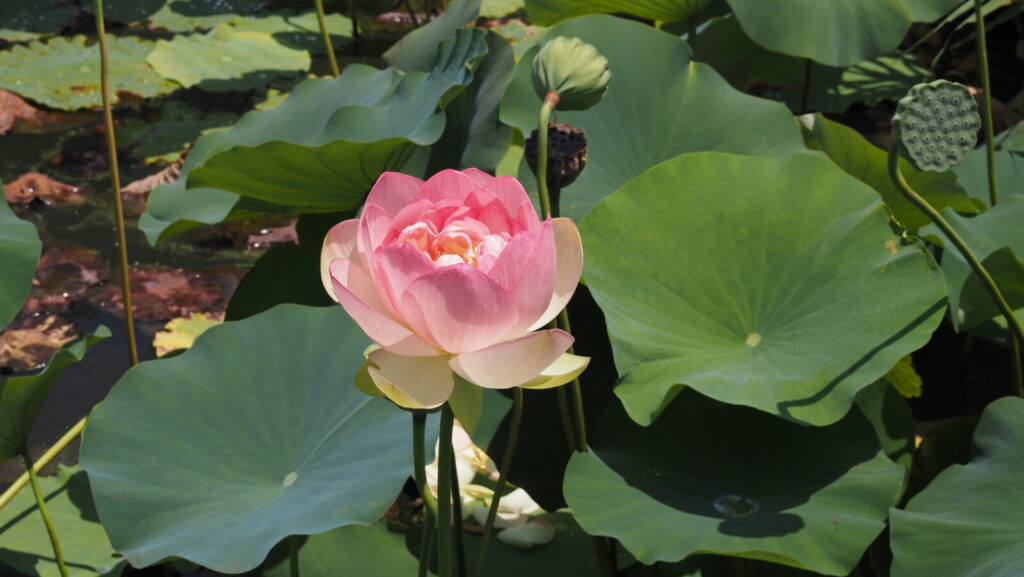 A closer look at lotus flower