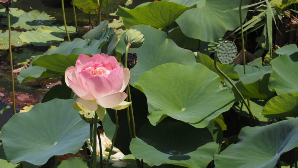 A lotus flower beautifully blooms