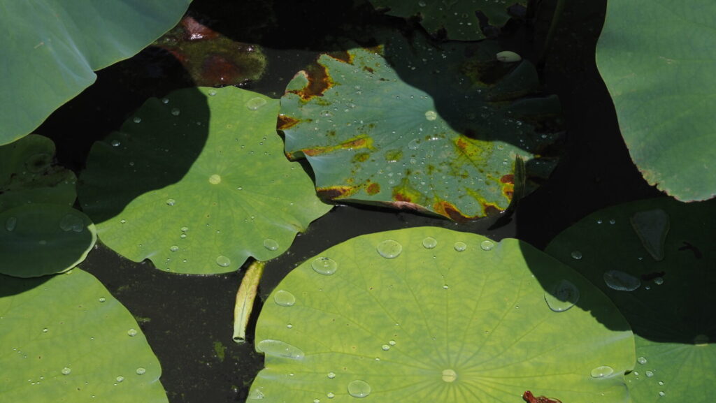 Lotus leaves: Their ability to repel water drops is excellent