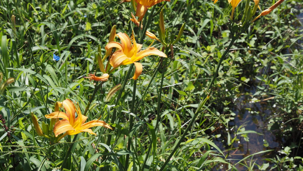 Various species of flowers are blooming 