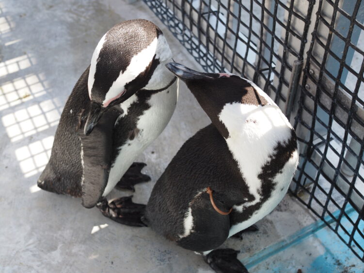 Penguins are hanging out together