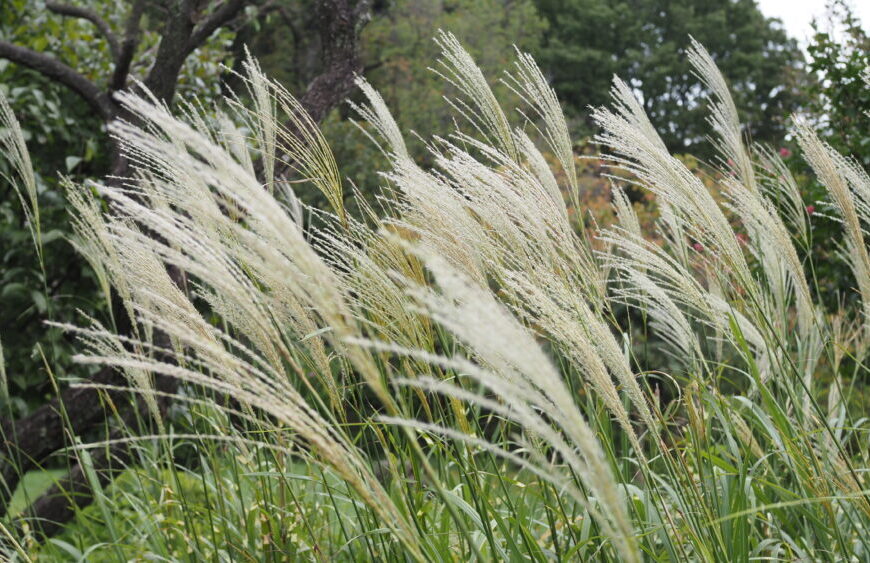 Featured image of Japanese Pampas Grass