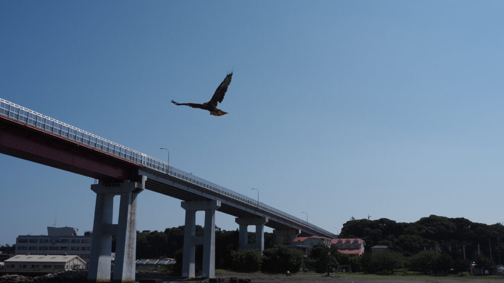 An eagle and Jogashima Bridge