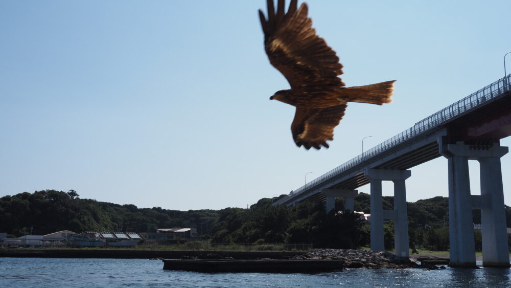 An eagle is flying with a ship