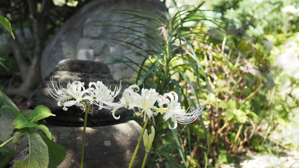 White spider lily for top page