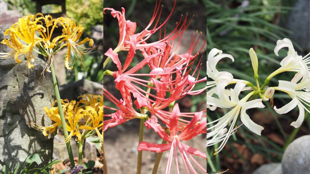 Variety of spider lilies colour your life