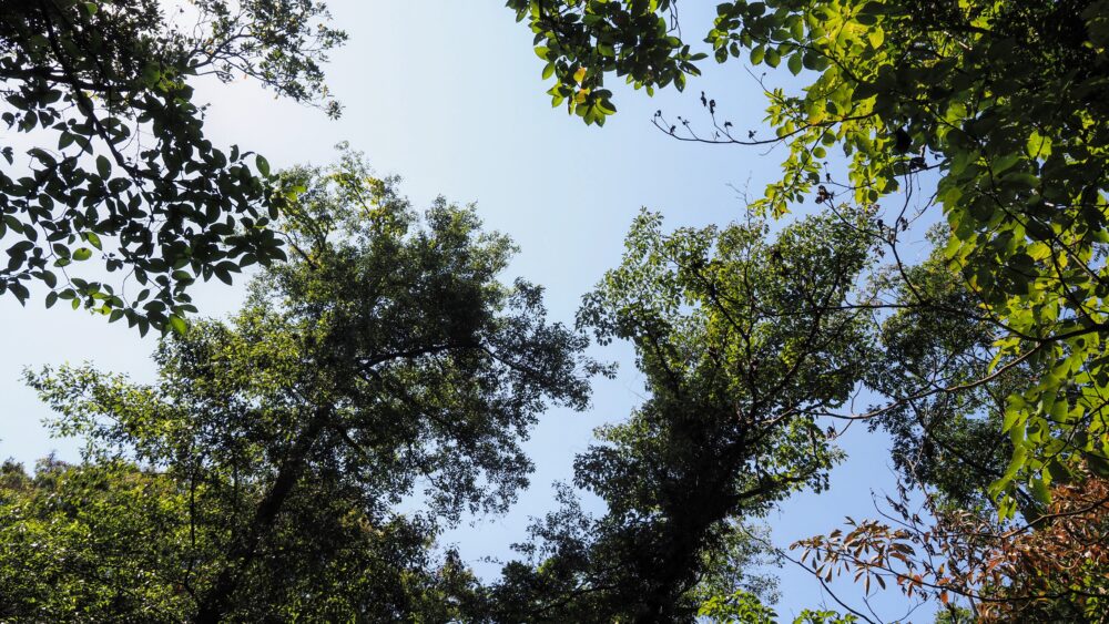 The featured image of Trail in Koajiro Forest