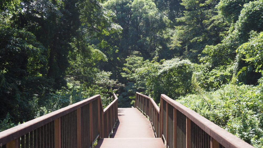 Entrance paths of Koajiro Forest