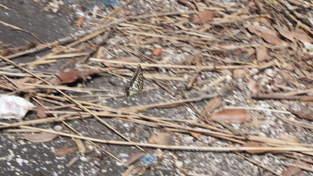 Butterflies in the forest are really active