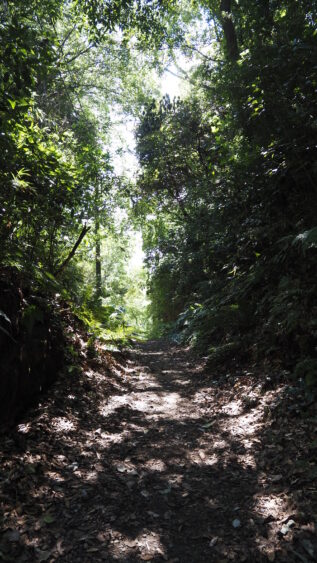 Green tunnel in Koajiro Forest