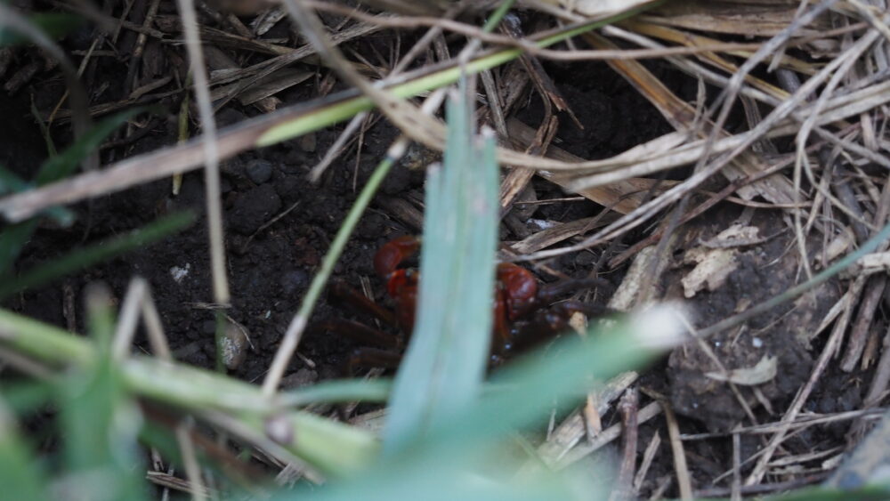 Cache Cache with a Red Crab