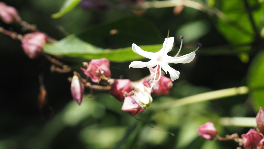 The forest is a paradise for various flowers