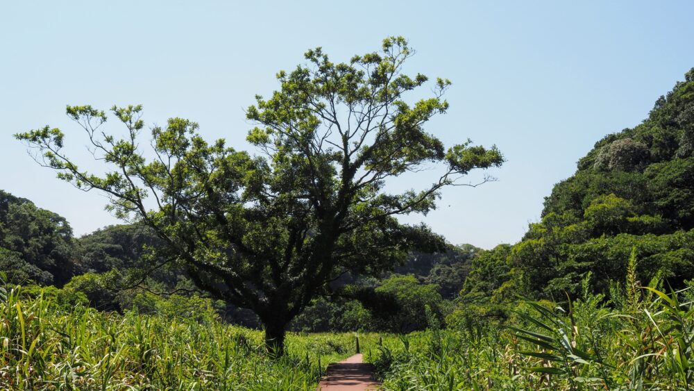 This tree embodies the vitality of nature