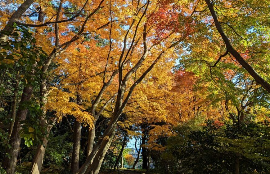 The featured image of Autumn leaves