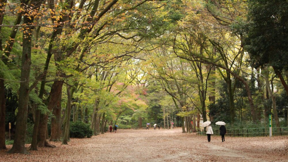 Open field of Autumn somewhere else in Kyoto