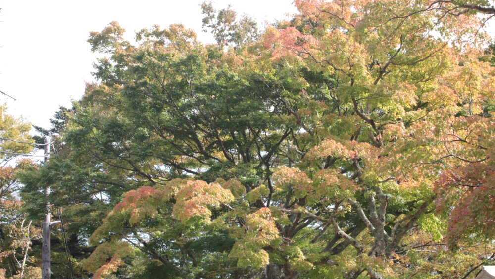 Multi colour gradation is a feature  of Japanese Foliage