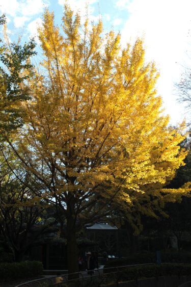 Ginkgo bright like golden yellow