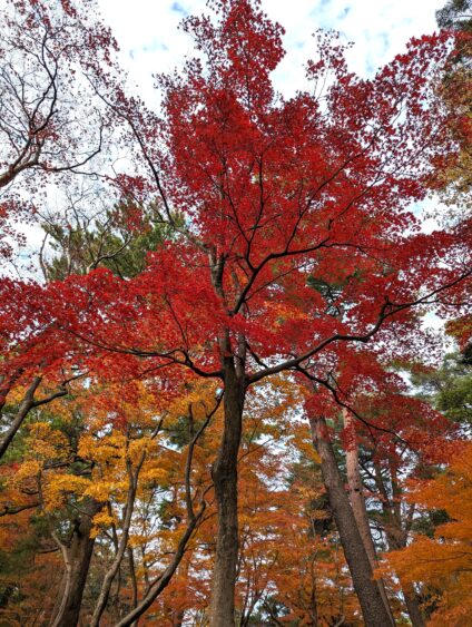 Vivid red maple trees in Kenrokuen Garden