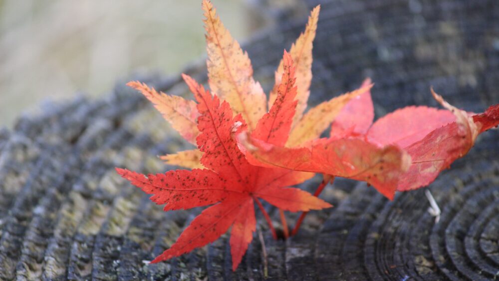 A pair of Maple leaves