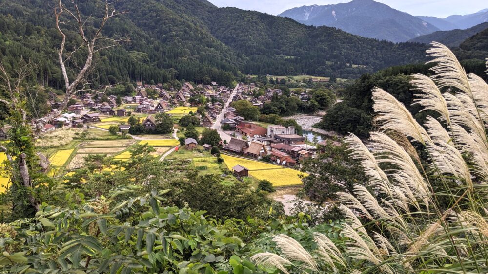 Japanese Pampas Grass with Shirakawa-go