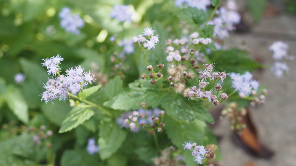 Mist flower