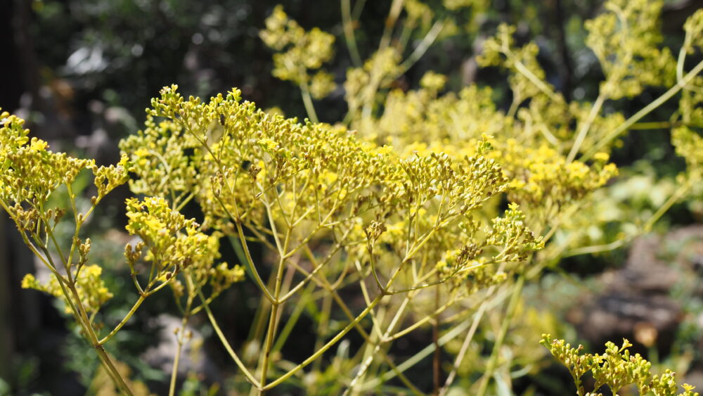 Yellow Patrinia