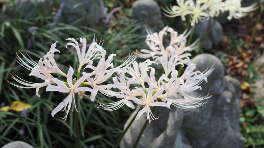 Pink spiderlily