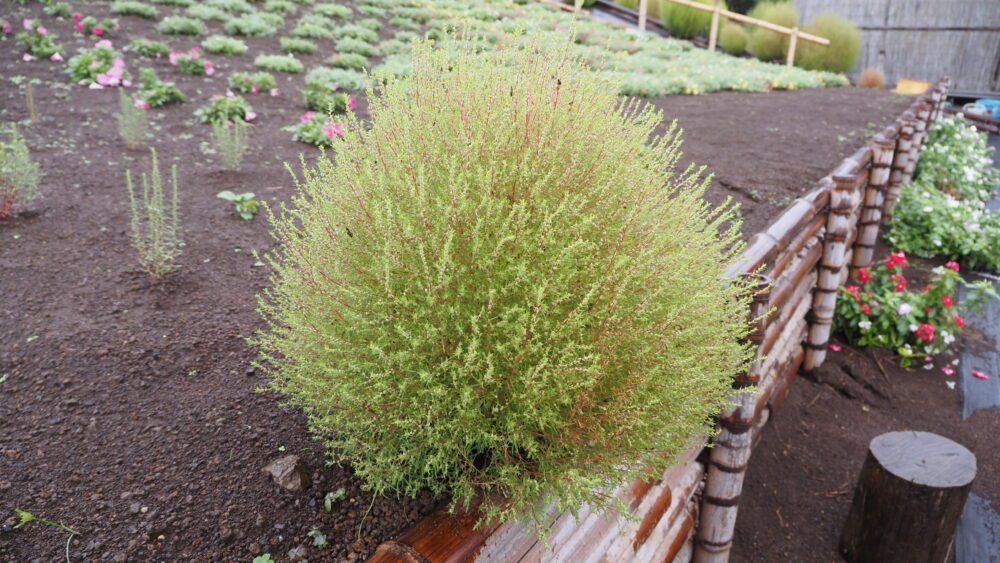 Kochia leaves in Spring