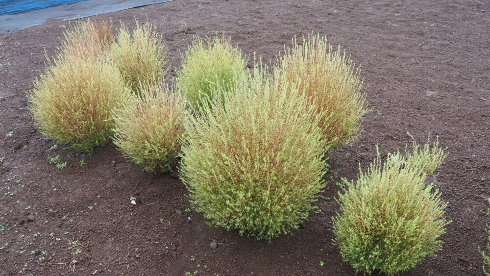 Kochia is a rounded and cute plant