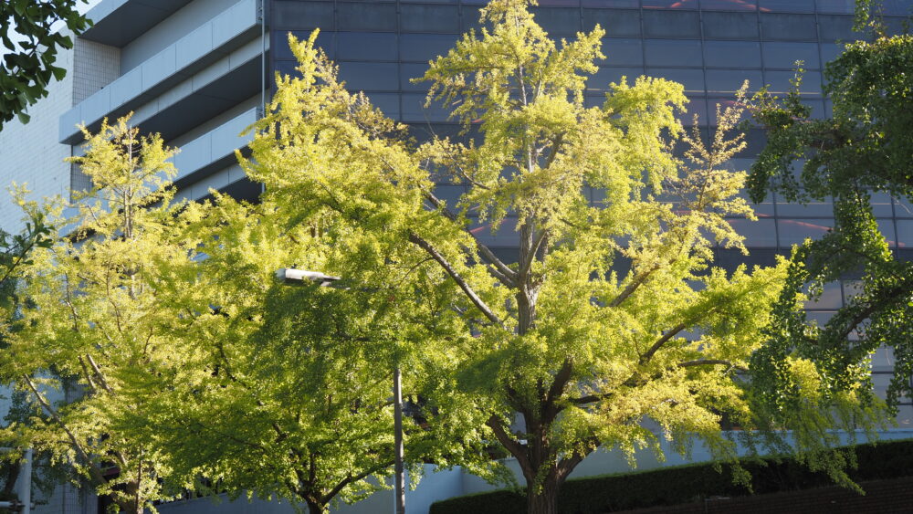 Gingko Trees near Yamashita Park