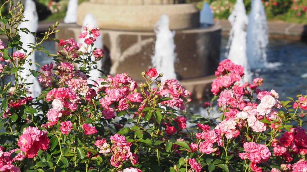 Pink roses with the water fountain at the back