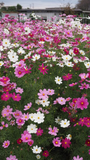 Vertical view of cosmos