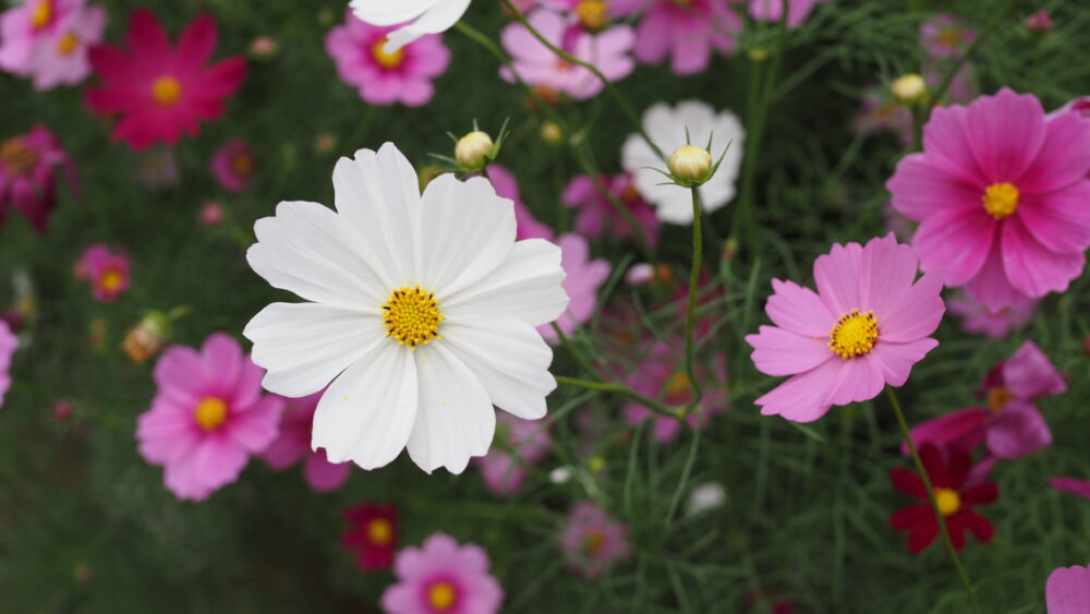 White cosmos