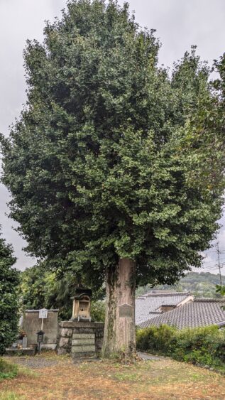 Vibrant green ginkgo tree