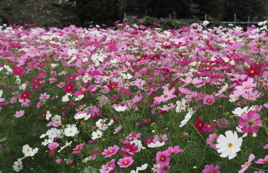 Cosmos flowers are beautifully blooming