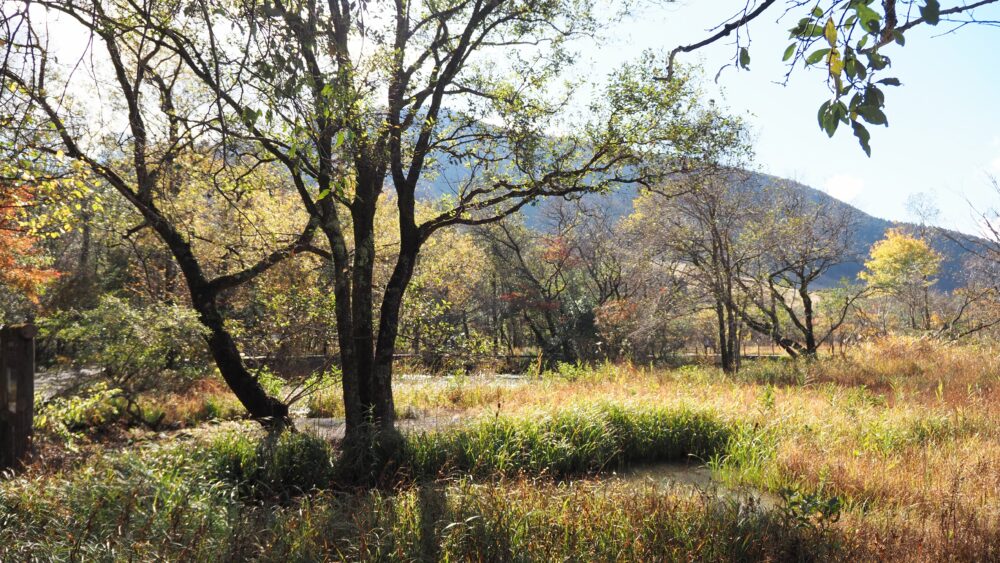 Everlasting wetlands