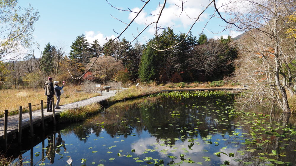 A beautiful pond