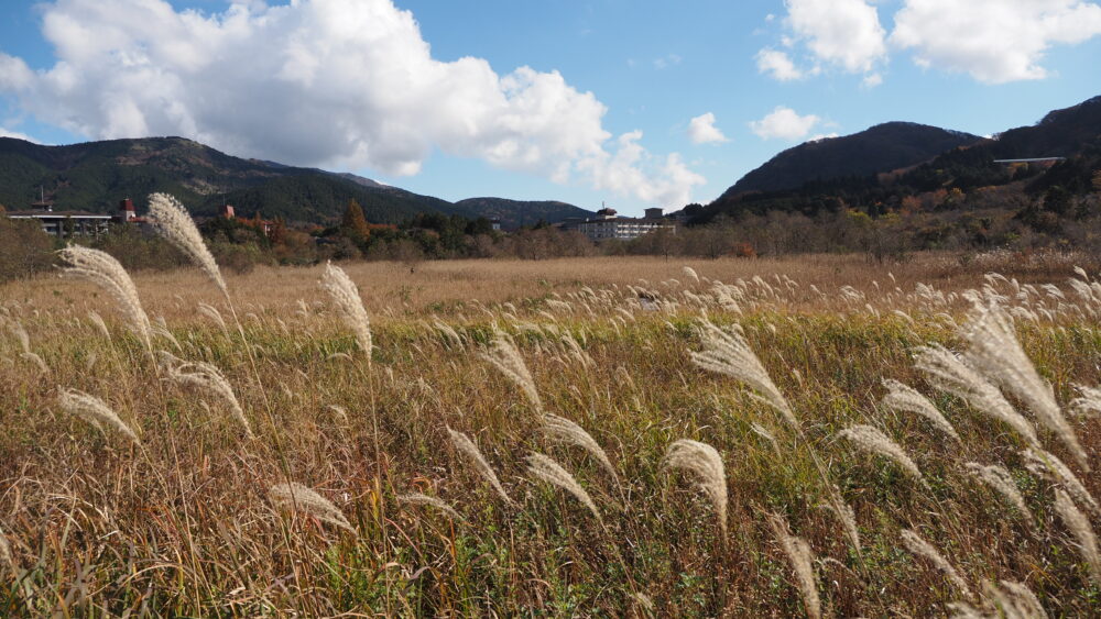 Pampas grasses in the open field