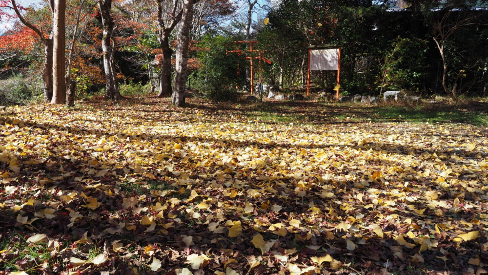 Yellow rug of ginkgo leaves