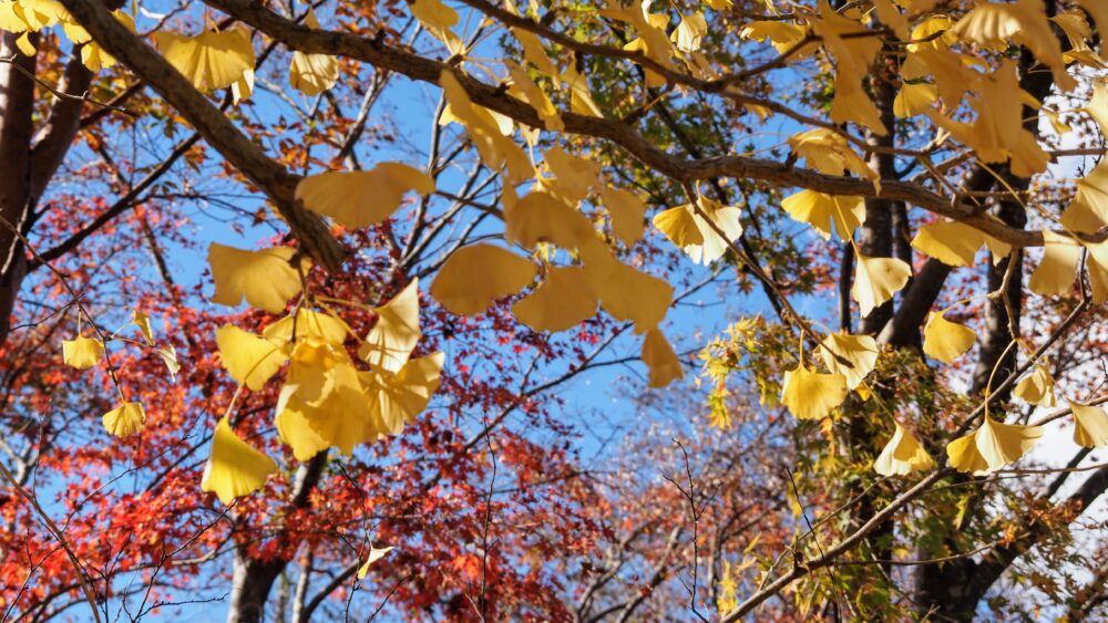 Gingko leaves